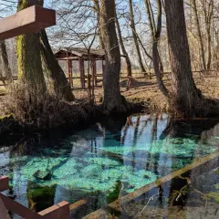 Krystalicznie czysta woda w rzece Dłubnia, widoczne dno z kamieniami i roślinnością. Drewniany mostek i drzewa tworzą malowniczy krajobraz.