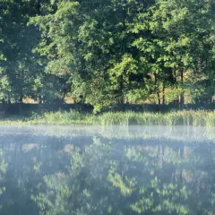 Mglista tafla wody odbija gęsty las. Widać trzciny przy brzegu, a w oddali drzewa. Pilica skrywa swoją głębokość.