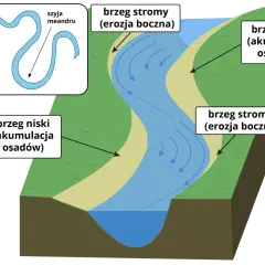 Rzeka meandruje, tworząc zakola. Po jednej stronie brzeg stromy (erozja), po drugiej niski (akumulacja osadów). Starorzecze to dawny meander.