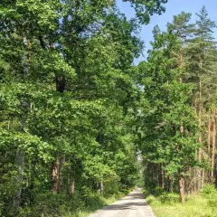Droga przez gęsty, zielony las z wysokimi drzewami i jasnym niebem.