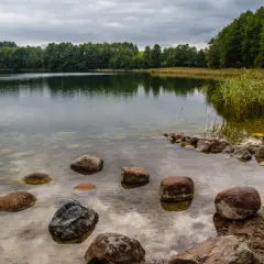 Kamienie wystające z wody, las na horyzoncie. Widać, że hańcza głębokość jest tu niewielka, bo kamienie są widoczne.