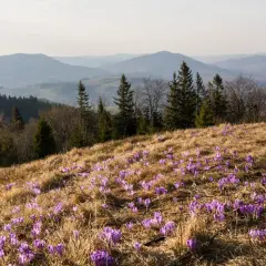 Wiosna na stokach gór z Turbaczem. Fioletowe krokusy kwitną na trawiastym zboczu, a w tle widać łagodne pasma górskie.