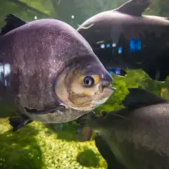 Okrągła, fioletowa ryba z żółtą obwódką oka pływa w akwarium. W tle widać inne ciemne ryby i zielone rośliny. To widok z Mielno Oceanarium.