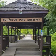Drewniany mostek prowadzi do serca Puszczy Białowieskiej. Tablica "Białowieski Park Narodowy" wita gości.