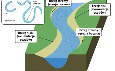 Rzeka meandruje, tworząc zakola. Po jednej stronie brzeg stromy (erozja), po drugiej niski (akumulacja osadów). Starorzecze to dawny meander.