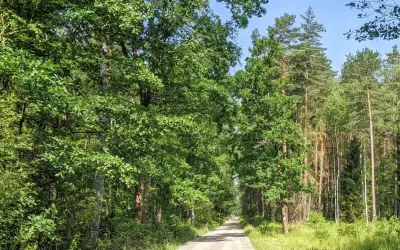 Droga przez gęsty, zielony las z wysokimi drzewami i jasnym niebem.