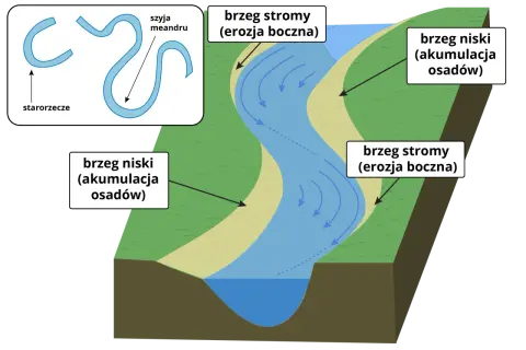 Rzeka meandruje, tworząc zakola. Po jednej stronie brzeg stromy (erozja), po drugiej niski (akumulacja osadów). Starorzecze to dawny meander.
