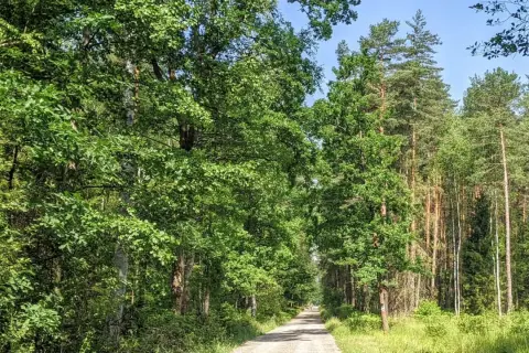 Droga przez gęsty, zielony las z wysokimi drzewami i jasnym niebem.