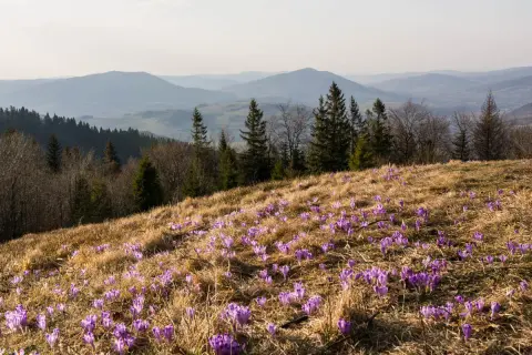 Wiosna na stokach gór z Turbaczem. Fioletowe krokusy kwitną na trawiastym zboczu, a w tle widać łagodne pasma górskie.