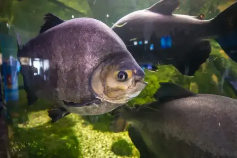 Okrągła, fioletowa ryba z żółtą obwódką oka pływa w akwarium. W tle widać inne ciemne ryby i zielone rośliny. To widok z Mielno Oceanarium.