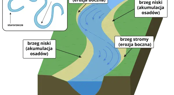 Rzeka meandruje, tworząc zakola. Po jednej stronie brzeg stromy (erozja), po drugiej niski (akumulacja osadów). Starorzecze to dawny meander.