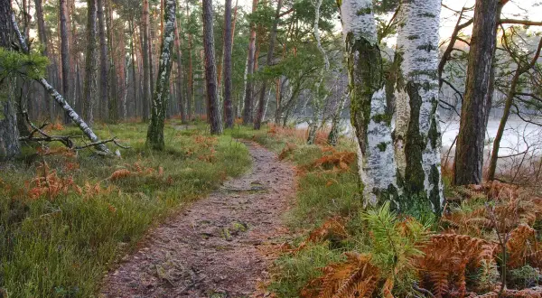 Leśna ścieżka prowadzi do Czarnego Stawu w Niepołomicach. Jak dojechać samochodem? Podążaj za znakami.