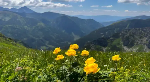 Alpejskie byliny z Tatr, w tym kępa żółtych pełników, kwitną na tle malowniczych górskich zboczy.