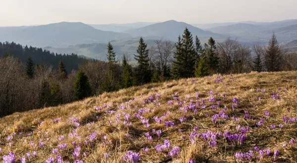 Wiosna na stokach gór z Turbaczem. Fioletowe krokusy kwitną na trawiastym zboczu, a w tle widać łagodne pasma górskie.