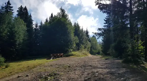 Leśna droga w Przytkowicach prowadzi przez gęsty las. Po lewej stronie widać drewnianą ławkę i stos drewna.
