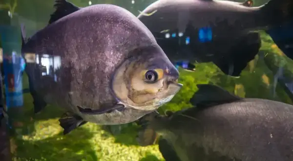 Okrągła, fioletowa ryba z żółtą obwódką oka pływa w akwarium. W tle widać inne ciemne ryby i zielone rośliny. To widok z Mielno Oceanarium.