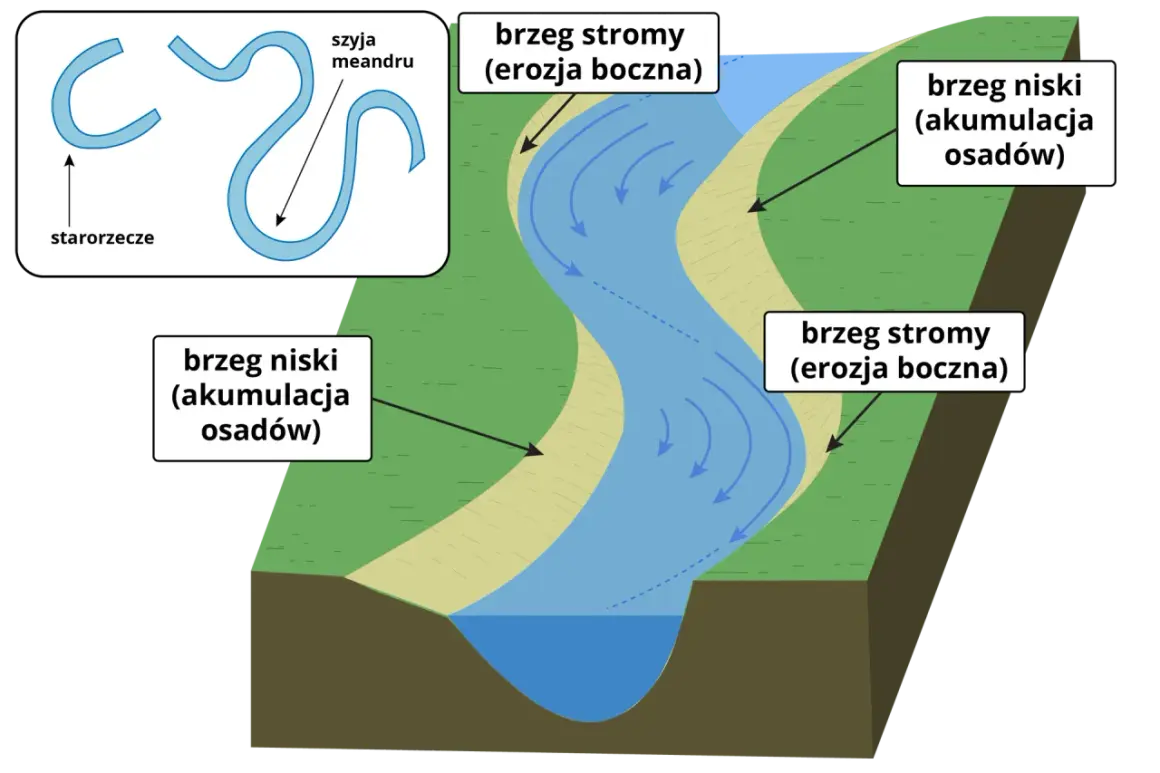 Rzeka meandruje, tworząc zakola. Po jednej stronie brzeg stromy (erozja), po drugiej niski (akumulacja osadów). Starorzecze to dawny meander.