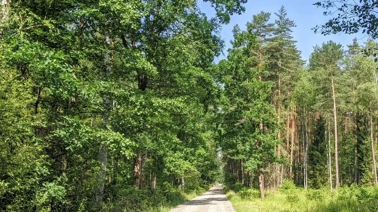 Puszcza Dulowska na rowerze - najlepsze trasy i wskazówki