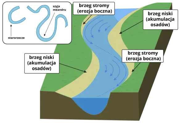 Rzeka meandruje, tworząc zakola. Po jednej stronie brzeg stromy (erozja), po drugiej niski (akumulacja osadów). Starorzecze to dawny meander.