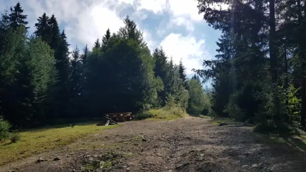 Leśna droga w Przytkowicach prowadzi przez gęsty las. Po lewej stronie widać drewnianą ławkę i stos drewna.